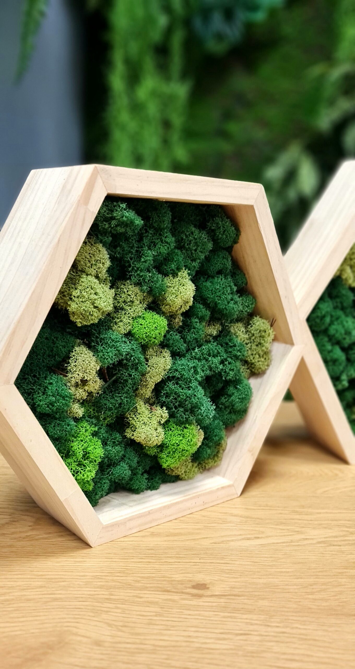 Hexagons with moss - Image 5